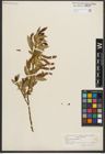 Foto von Salix triandra L.